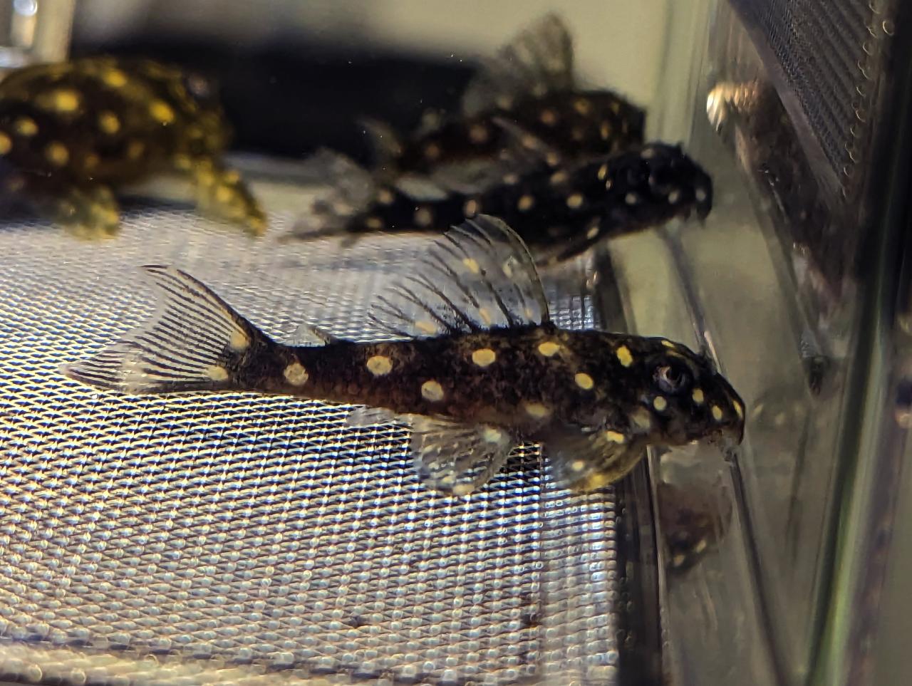 buy-quality-l-number-plecos-shrimp-online-in-australia-point-pleco